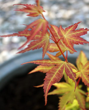 Buntes Staudenbeet