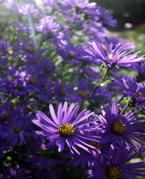 Blumen vor Teich